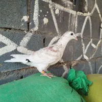 کفتر سار سرخ جوجه جوانه نر پلاکی