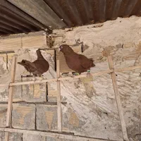 کبوتر|پرنده|تاکستان, |دیوار