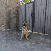 سگ سرابی اصیل