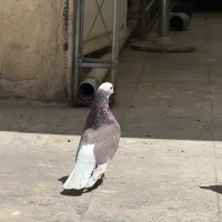 ۴ عدد کبوتر با کفتر