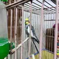 مرغ عروس