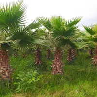 نخل پالم|گل و گیاه طبیعی|اهواز, سلطانمنش|دیوار