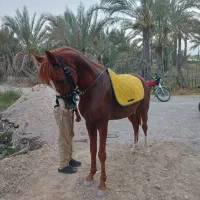 اسب