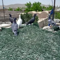 کفتر|پرنده|مود, |دیوار