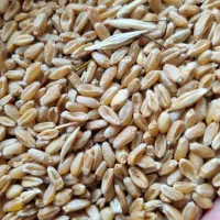 بذرگندم امریکایی