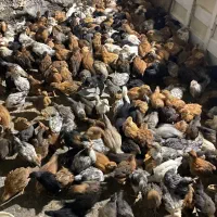 جوجه ژاپنی دوماهه