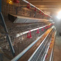 قفس مرغ تخم گذار