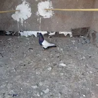 دو پرنده پرشتی