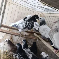 جوجه کفتر پرشی|پرنده|بافق, |دیوار