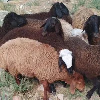 دام جوان چاق گوشتی جهت مراسمات