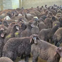 گوسفند مدت دار الرام