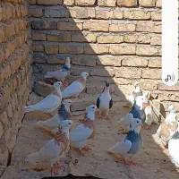 فروش ۲۰ عدد کفتر طوقی