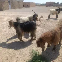 پازن داشتی|حیوانات مزرعه|کازرون, |دیوار