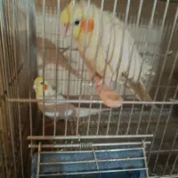 جفت عروس بالغ وحش|پرنده|سیرجان, |دیوار