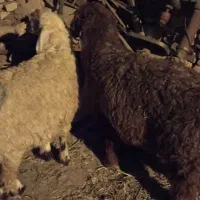 بره