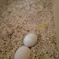 جفت کوتوله مولد کارداده با قفس|پرنده|قوچان, |دیوار