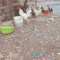 خروس و مرغ لاری و رسمی محلی
