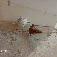کبوترمفلق