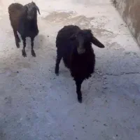 فروش دوعدد بره ماده