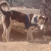 خراسانی رنگ خاص