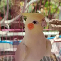 ۴عدد عروس هلندی سالم