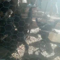 جوجه لاری درجه یک