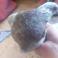 حیوانات|پرنده|فولادشهر, مسکن مهر فولادشهر|دیوار