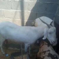 بز دورگ کنگان پرک|حیوانات مزرعه|سیراف, |دیوار