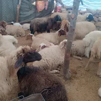 تعداد 20 راس  میش و بره