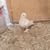 کفتر|پرنده|نسیمشهر, |دیوار