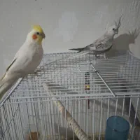 عروس هلندی