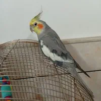 عروس هلندی