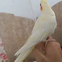 عروس هلندی لوتینو|پرنده|دیواندره, |دیوار