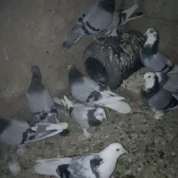 کفتر کورکورو اصل|پرنده|زهک, |دیوار