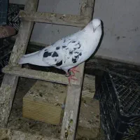 گمشده