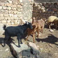 بز.تویشک|حیوانات مزرعه|گهواره, |دیوار
