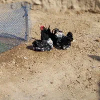 مرغ و خروس گلین