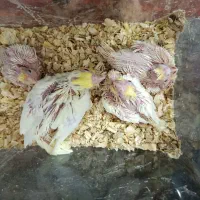 طوطی سرلاکی|پرنده|بهبهان, |دیوار