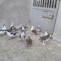 کبوتر