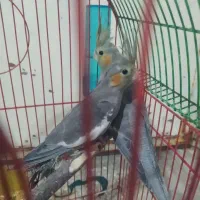 عروس هلندی
