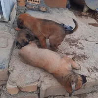 سگ دورمن