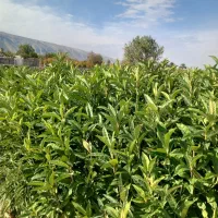 نهال سروناز شیراز|خدمات باغبانی و درختکاری|تهران, آبشار تهران (دریاچه)|دیوار