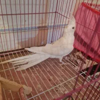 عروس هلندی نر البینو