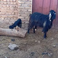 بز با بزاغاله