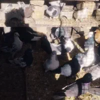 کفتر پرشی|پرنده|مشهد, باغون آباد|دیوار