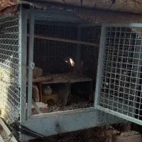 قفس مرغ وکبوتری