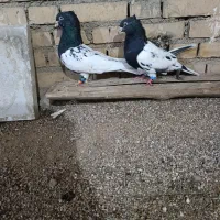 جفت کله سیاه مولد نر دوری|پرنده|شوش, |دیوار