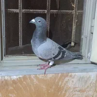 کبوتر سبز ذات دار