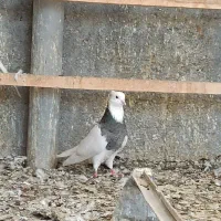 کبوتر طوقی|پرنده|پیرانشهر, |دیوار