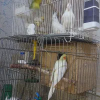 عروس هلندی البینو|پرنده|خرمشهر, |دیوار